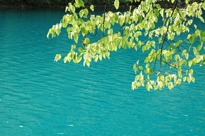 Plitvice lakes: turquoise water