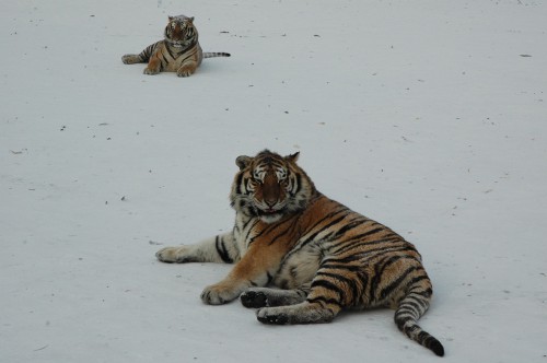 Wem ist hier kalt? Sibirischer Tiger in Harbin
