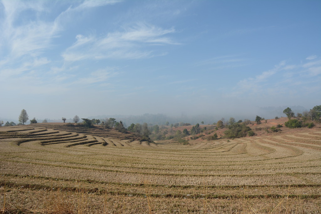 Die Hauptquelle für Kohlenhydrate in Myanmar: Reis