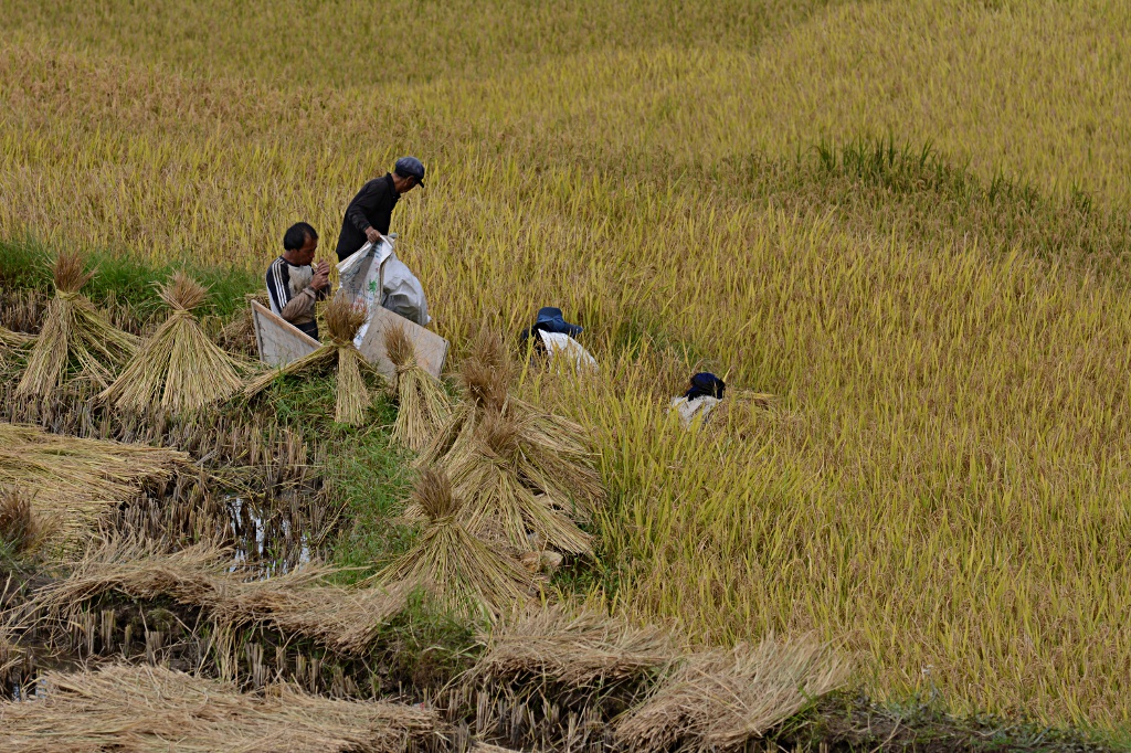 Time for harvest in Yuanyang for the second batch of rice