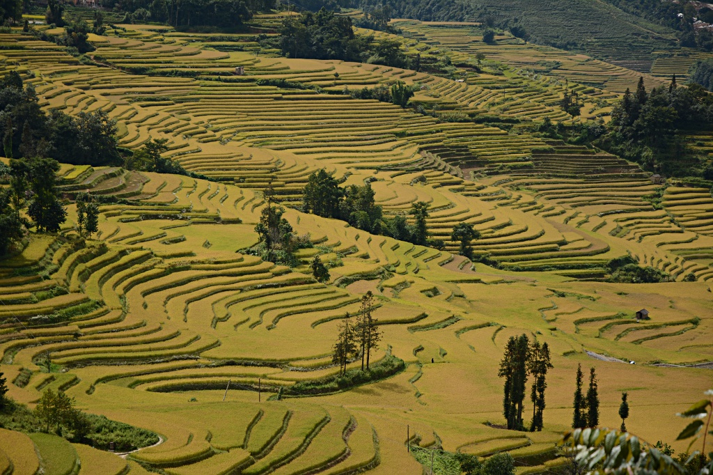Gelbe Reisfelder bedecken die Berge wie ein Teppich in Yuanyang