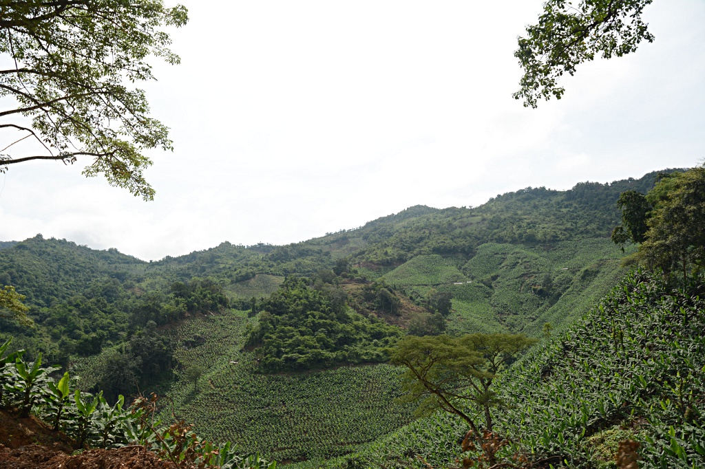 Bananenplantagen zwischen Jiangcheng und Mengla