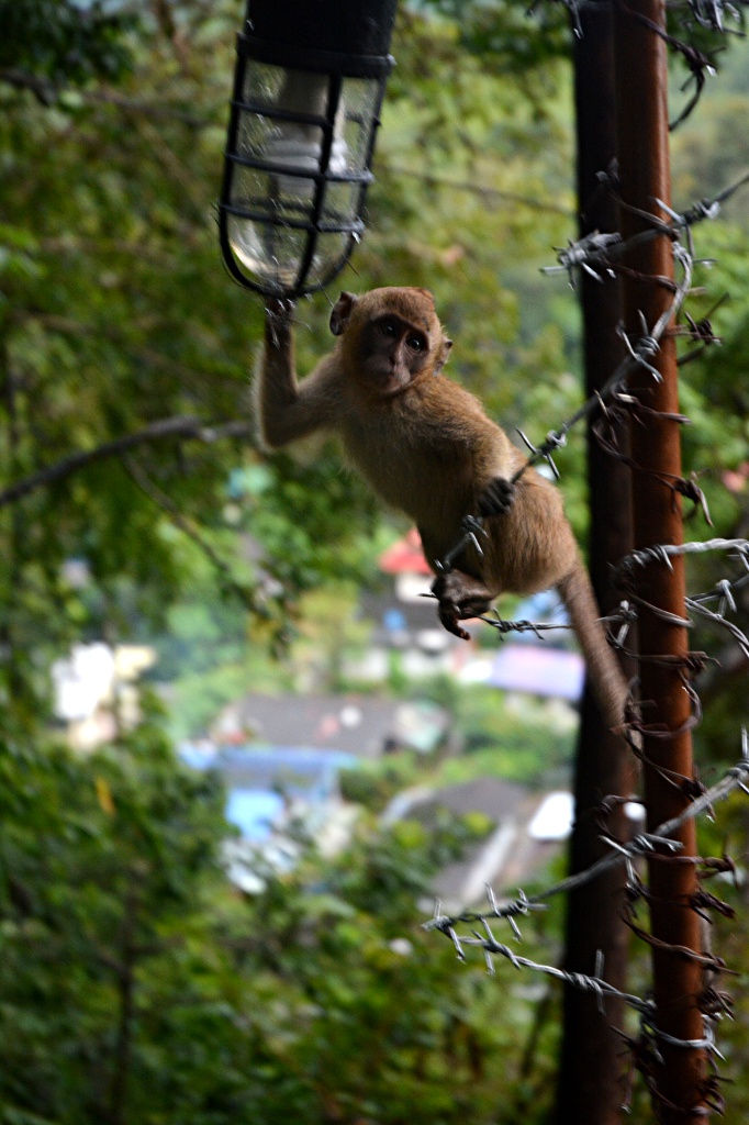 Freundliches Affenbaby auf dem Abstieg vom Tiger Cave Tempelhügel