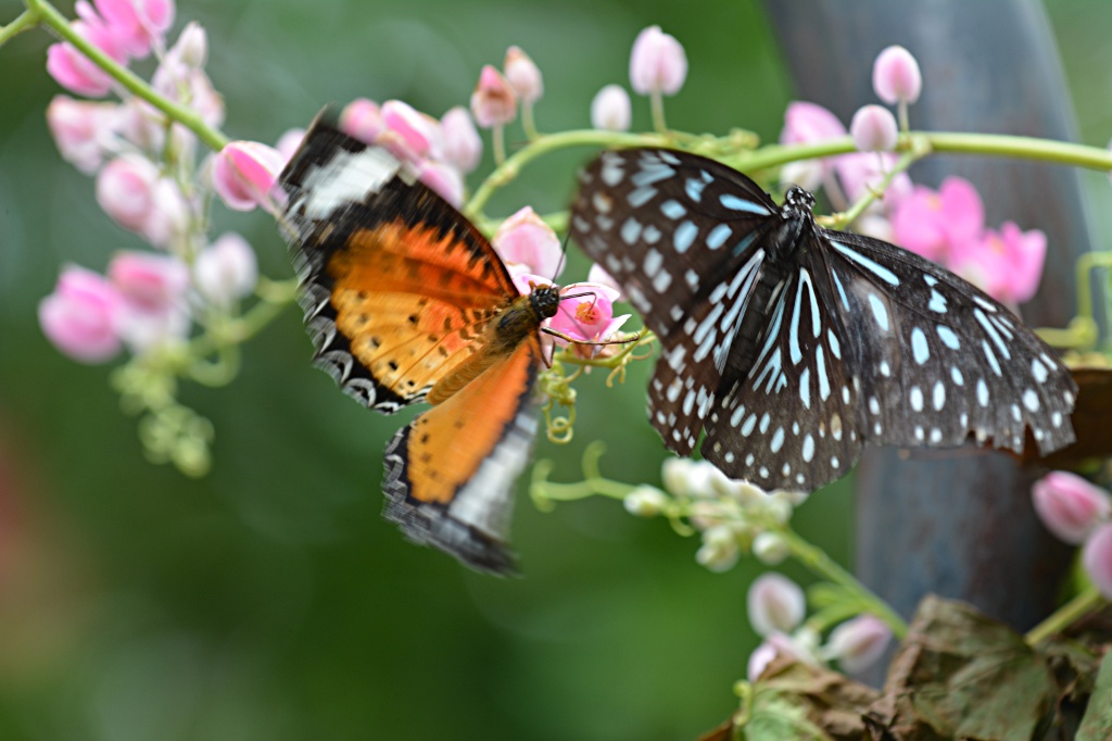 Schmetterlingfarm in Teluk Bahang auf Penang