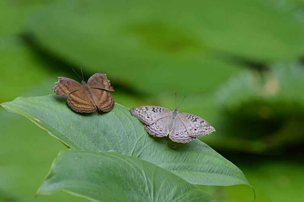 Butterfly Farm in Teluk Bahang on Penang