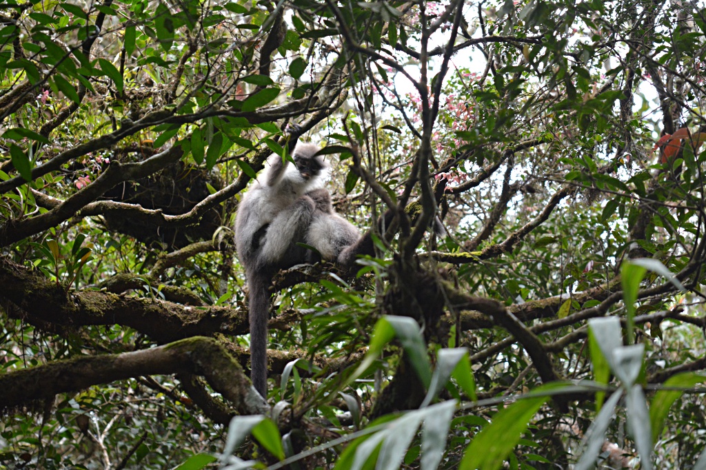 Neugierig und schüchtern: Affen bei der grossen Kreuzung auf der Wanderung