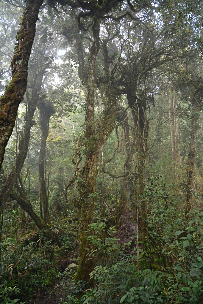 Der Mooswald auf dem Aufstieg zum Gunung Brinchang