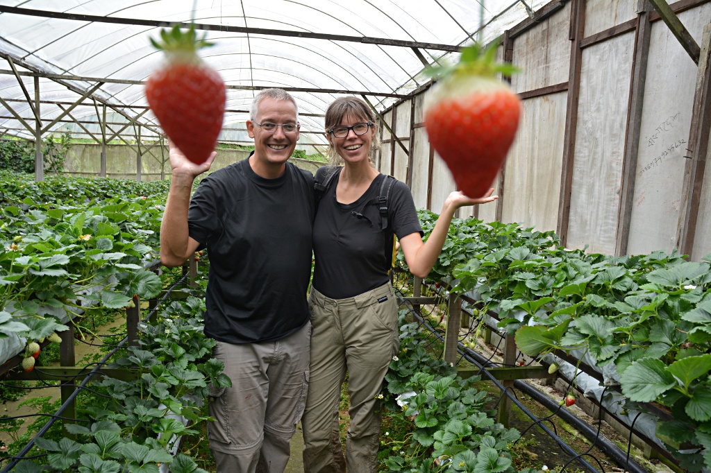 Spass mit Erdbeeren: der Mitarbeiter der Erdbeerfarm hatte einige kreative Ideen