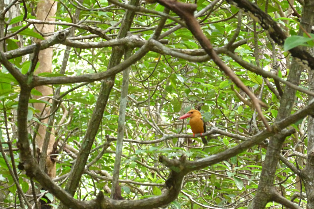 Wildlife in the mangrove forest near Krabi