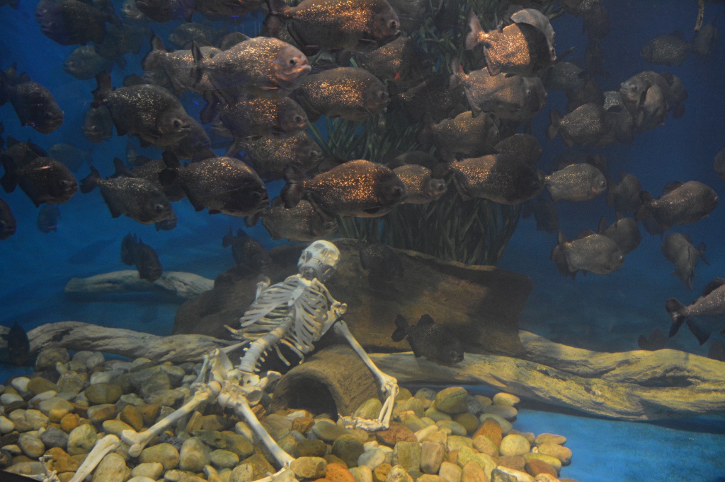 Vorsicht beim Füttern der Piranhas im Aquarium...