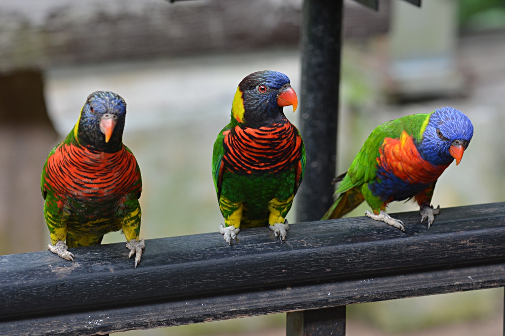 Colorful parrots getting ready to grab some food from visitors
