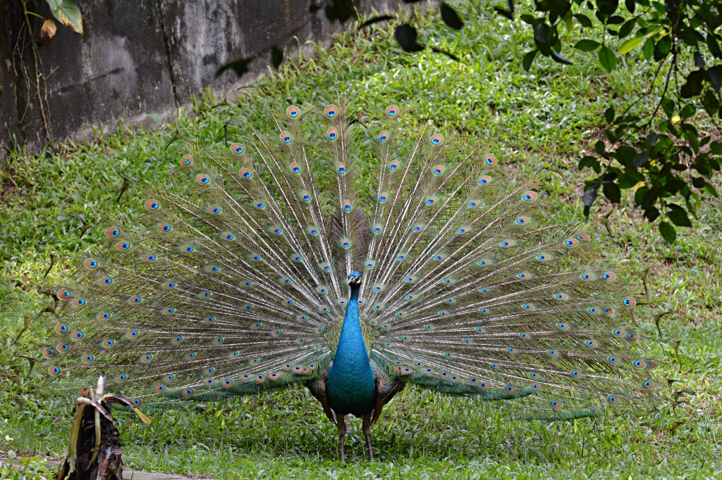 Peacock trying to impress the nearby ladies at the KL Bird Park
